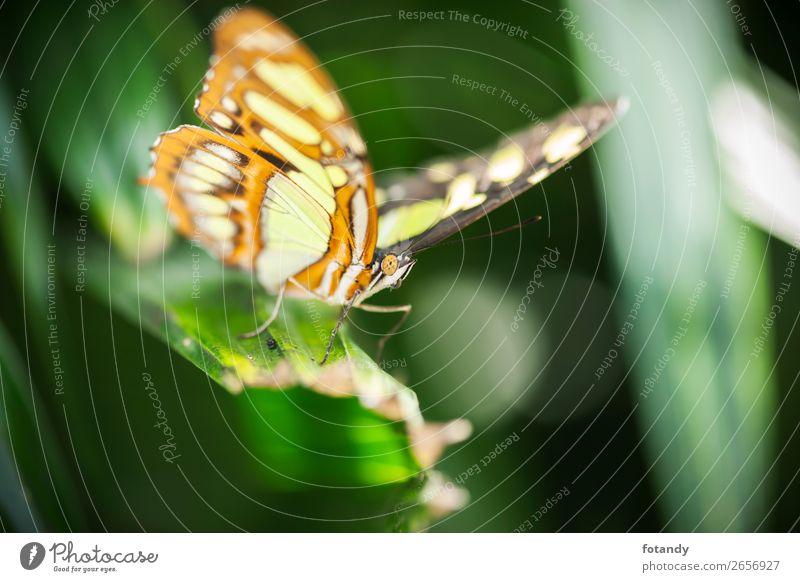 Siproeta stelenes_Front side view_Malachite butterfly Nature Animal Wild animal Butterfly Wing 1 Elegant Near Natural Multicoloured Yellow Green Frontal Insect