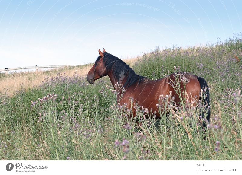 brown horse on a meadow Freedom Summer Agriculture Forestry Nature Landscape Plant Animal Cloudless sky Flower Blossom Meadow Bay Horse Blossoming Brown Idyll