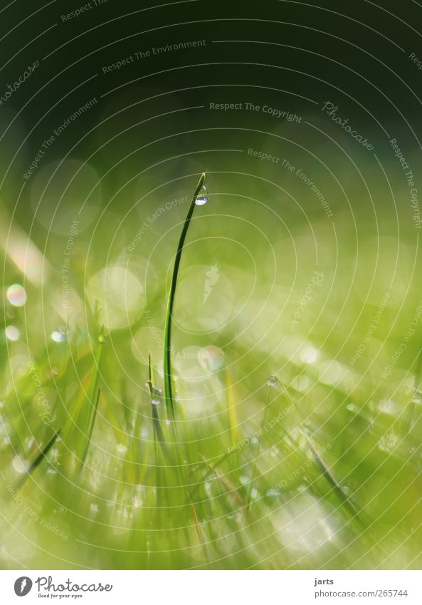 during Nature Plant Drops of water Beautiful weather Grass Meadow Healthy Fresh Glittering Natural Green Colour photo Exterior shot Close-up Detail Deserted