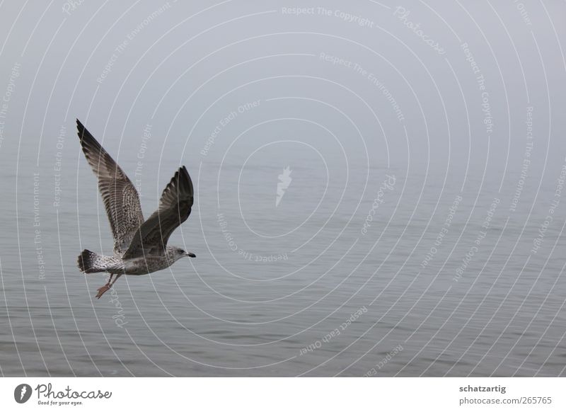 Free as a bird Environment Nature Air Water Bad weather Fog Baltic Sea Ocean Animal Bird Wing Seagull 1 Gray Serene Calm Belief Sadness Longing Loneliness