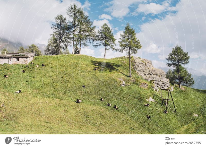 Sheep pasture | Timmelsjoch, South Tyrol Adventure Hiking Nature Landscape Sun Autumn Beautiful weather Tree Forest Alps Mountain Peak Farm animal Flock Herd