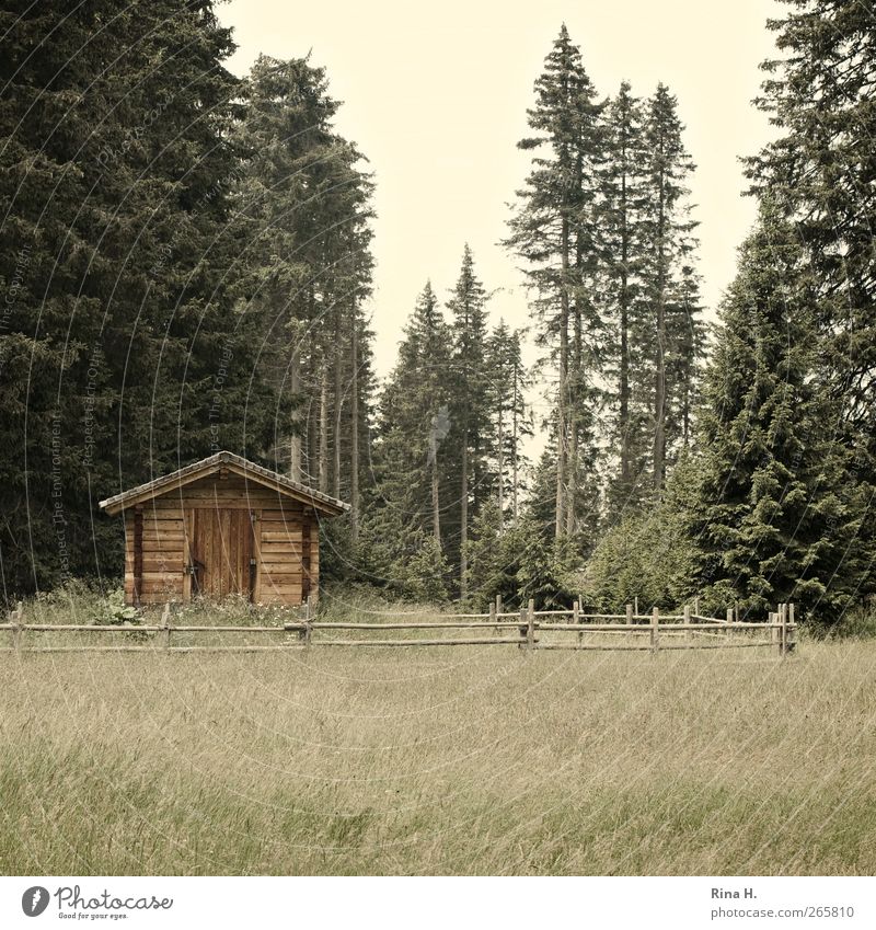 wooden hut Relaxation Nature Landscape Summer Beautiful weather Meadow Forest South Tyrol Hut Simple Yellow Green Safety (feeling of) Idyll Vacation & Travel
