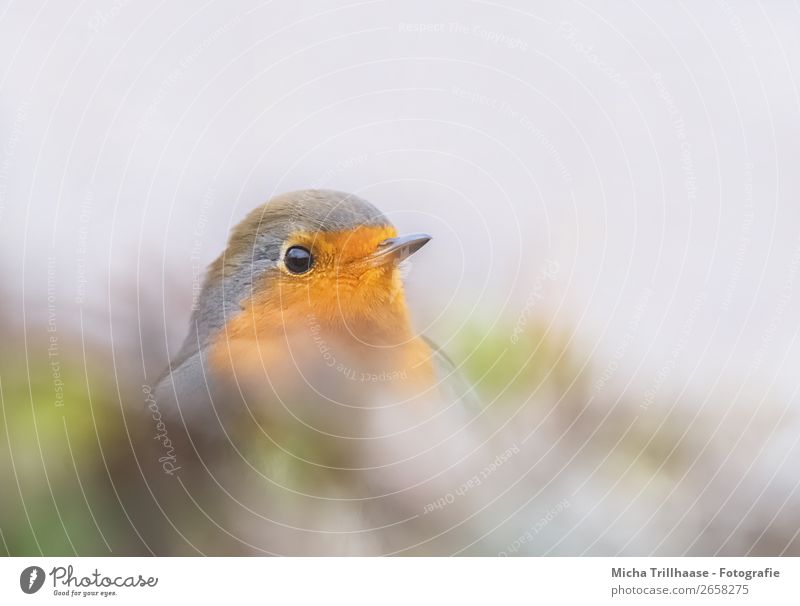 Curious robin Nature Animal Sunlight Beautiful weather Bushes Wild animal Bird Animal face Robin redbreast Beak Eyes Feather 1 Observe Illuminate Looking