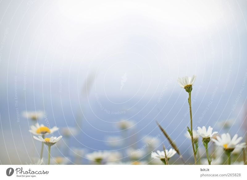 the Wiesn calls.... Valentine's Day Mother's Day Wedding Birthday Environment Nature Plant Cloudless sky Spring Summer Beautiful weather Flower Grass Blossom