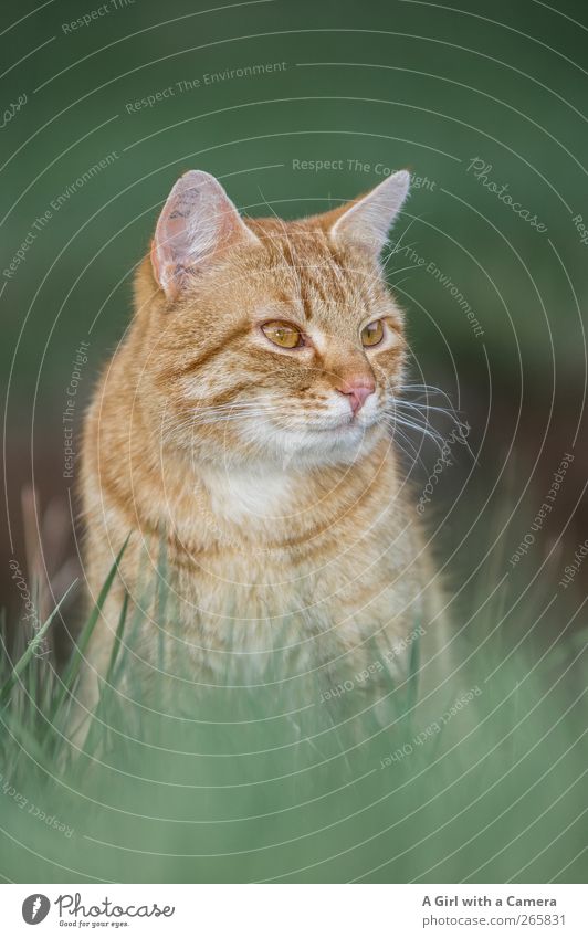 yes exactly Animal Pet Cat 1 Observe Looking Cool (slang) Beautiful Red Striped red cat Whisker Colour photo Exterior shot Close-up Detail Deserted