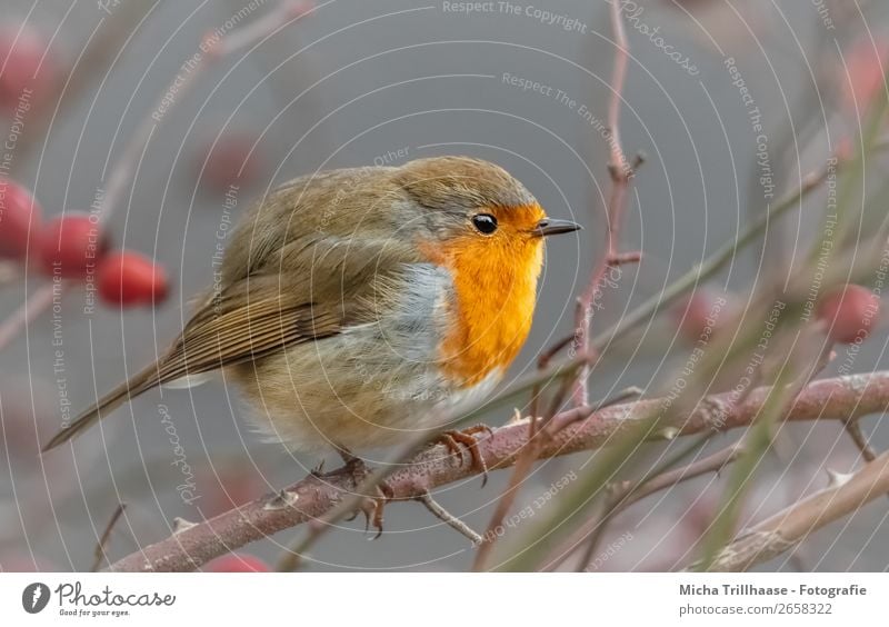 Round robin Nature Animal Sunlight Beautiful weather Bushes Dog rose Wild animal Bird Animal face Wing Claw Robin redbreast Feather Beak Eyes 1 Observe