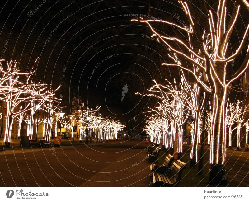 christmas among the lime trees Unter den Linden Tree Avenue Town Art Europe Berlin Christmas mood At night in Berlin Lime tree Urban life urban architecture
