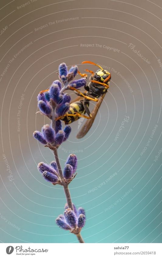 field wasp Environment Nature Plant Animal Summer Flower Blossom Lavender Animal face Wing Wasps Insect 1 Crawl Fragrance Colour photo Exterior shot