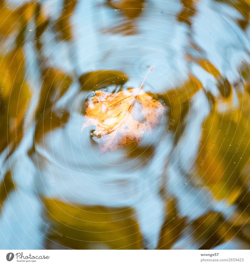 Trash 2018 | Autumn Remains II Nature Plant Water Leaf Pond Swimming & Bathing Wet Blue Brown Yellow Gray Autumn leaves Autumnal colours Lake Surface of water