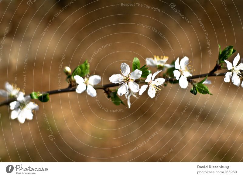 finally spring Nature Plant Spring Flower Blossom Brown White Branch Blossoming Spring flower Spring day Blossom leave Diagonal Growth Fragrance Beautiful