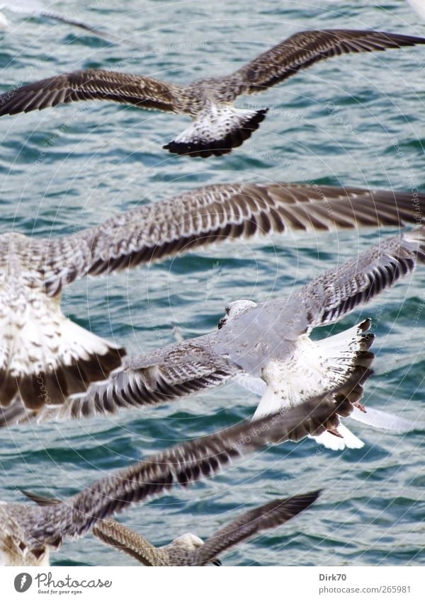 evening air traffic Animal Water Wind Waves Ocean Mediterranean sea Barcelona Spain Europe Harbour Wild animal Bird Wing Seagull Silvery gull Baby animal