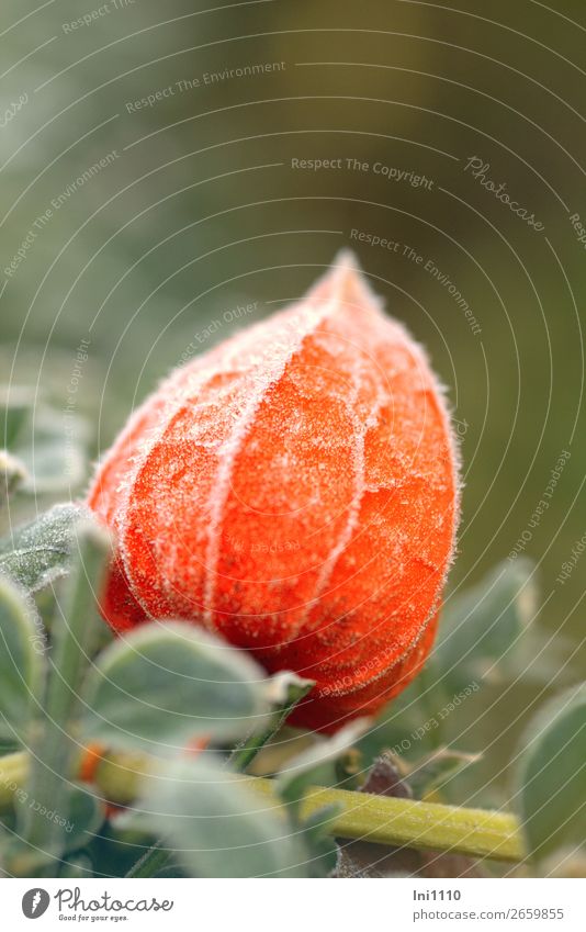 physalis Plant Autumn Ice Frost Physalis Garden Park Yellow Gray Green Orange White Chinese lantern flower Lampion Hoar frost Autumnal colours Illuminate