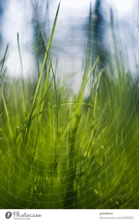 beetle perspective Nature Grass Meadow Blue Green Colour photo Exterior shot Day Shallow depth of field