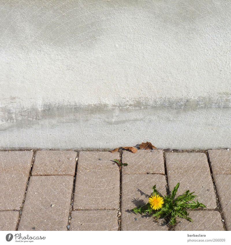 Little muscleman Environment Plant Leaf Blossom Dandelion Wall (barrier) Wall (building) Street Sidewalk Stone Concrete Blossoming Growth Fresh Beautiful Yellow