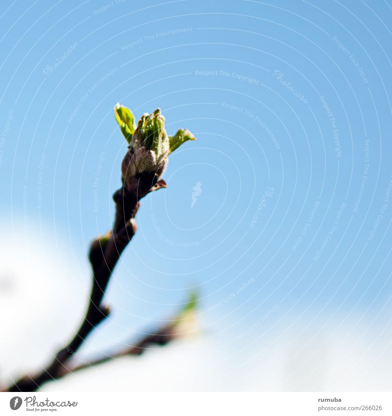 Les bourgeons éclatent Nature Sky Sunlight Spring Beautiful weather Plant Blossom Garden Growth Success Fresh Blue Green Optimism Power Curiosity Hope Bud