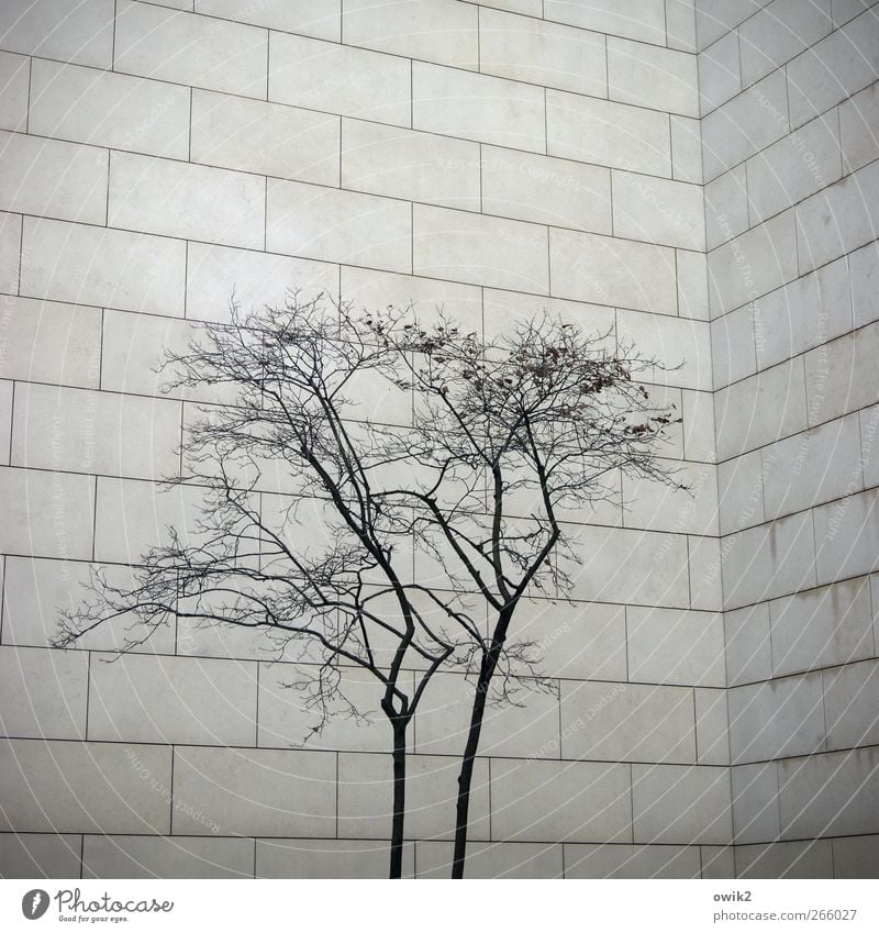 claustrophobia Plant Tree Branch Twigs and branches Manmade structures Building Architecture Wall (barrier) Wall (building) Facade Sandstone Simple Stand Growth