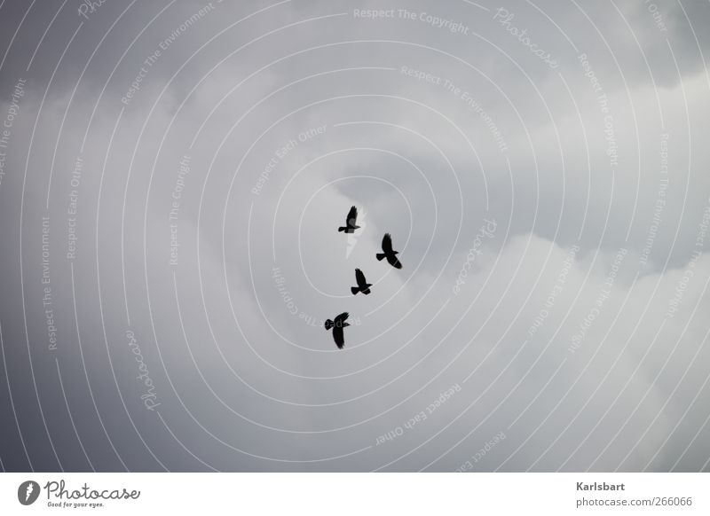 the robbers. Sky Clouds Animal Wild animal Bird Crow Raven birds 4 Group of animals Flying Movement Flight of the birds Clouds in the sky Wing Colour photo