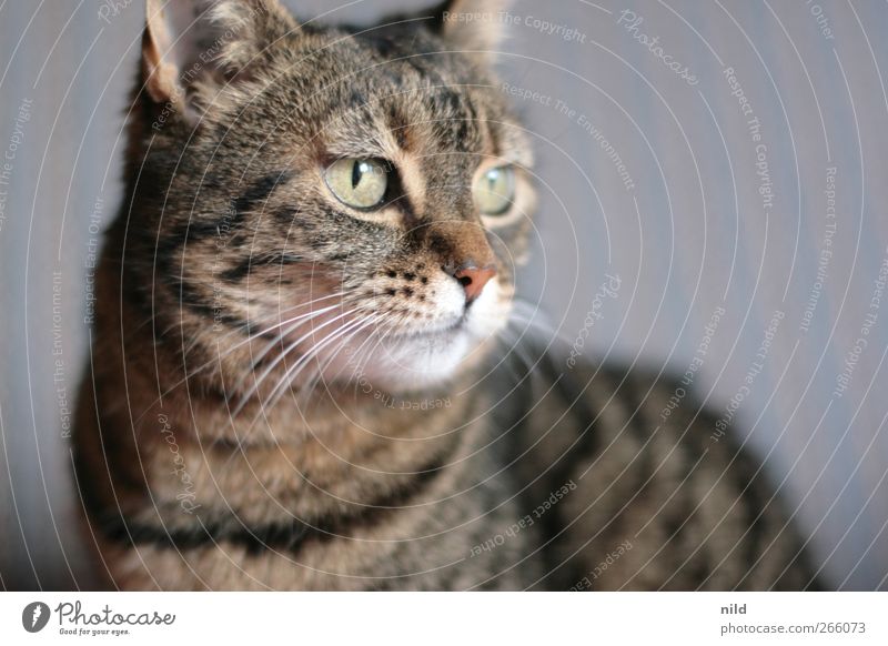 ^-^ Animal Pet Cat 1 Observe Cute Brown Pelt Whisker Eyes Cat eyes Cat's head Deserted Colour photo Interior shot Copy Space right Neutral Background