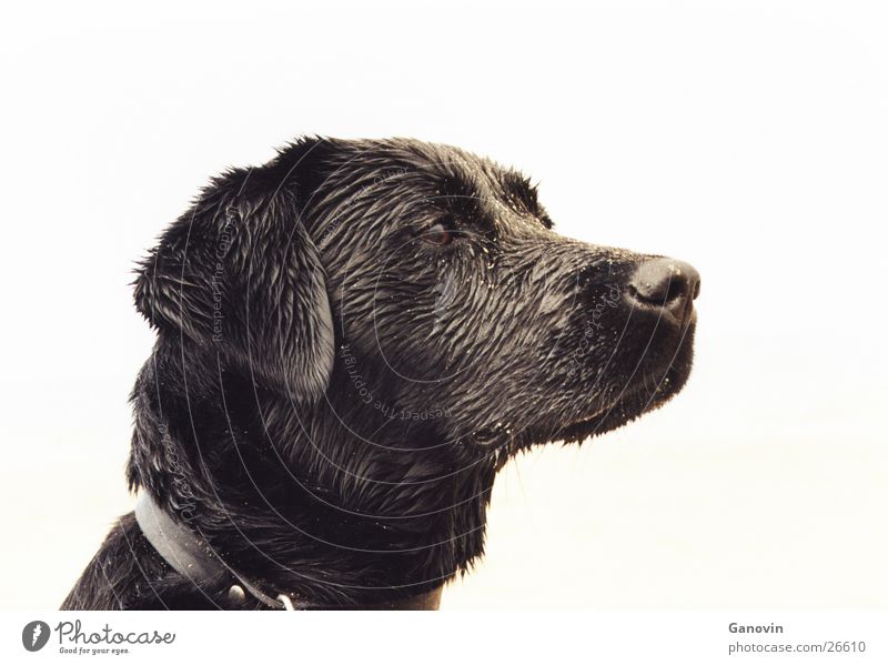 lia Black Labrador Dog Pet Animal