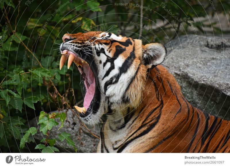 Close up front portrait of Indochinese tiger Nature Animal Tree Forest Virgin forest Rock Wild animal Cat Animal face 1 Green Tiger Roar Yawn Open Wide panthera