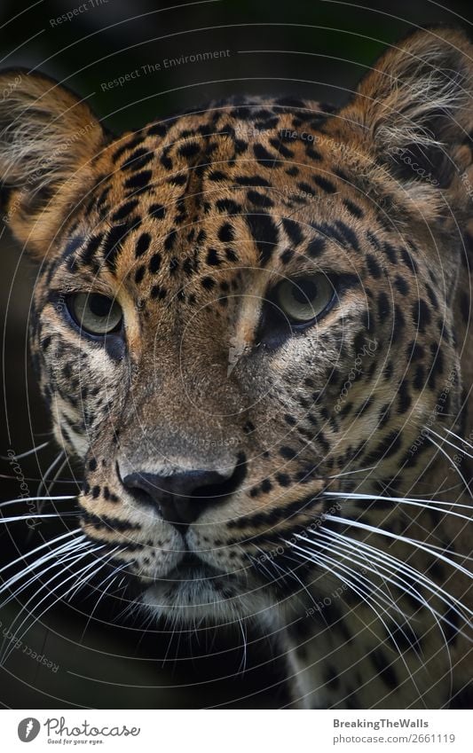 Close up portrait of Persian leopard Nature Animal Wild animal Cat Animal face Zoo 1 Dark Snout stare wildlife Mammal predator Carnivore panthera pardus