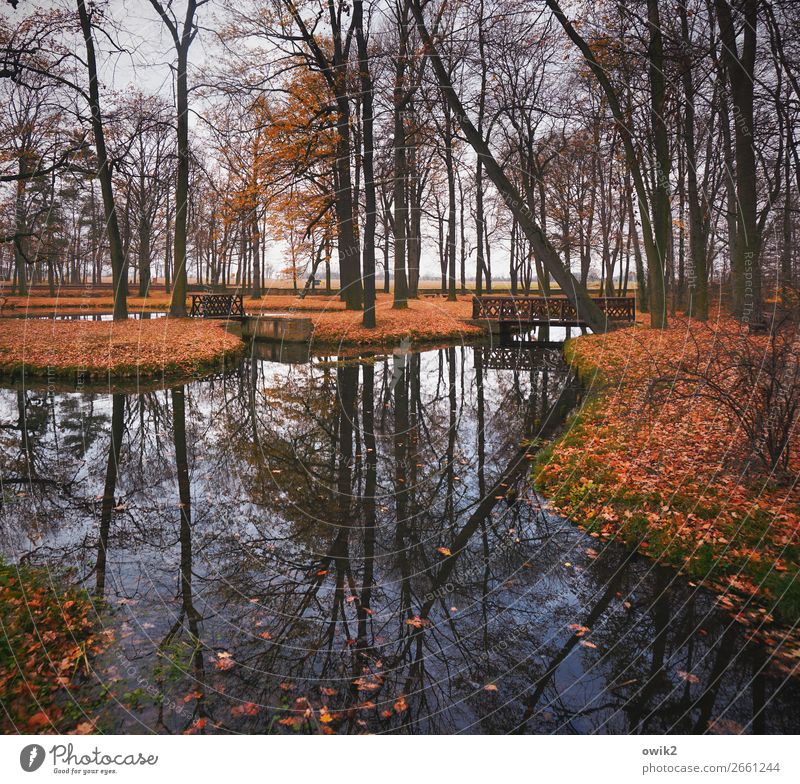 Symmetrical park Water Cloudless sky Horizon Autumn Beautiful weather Tree Grass Bushes Twigs and branches Autumn leaves Deciduous tree Park Island Pond Wood
