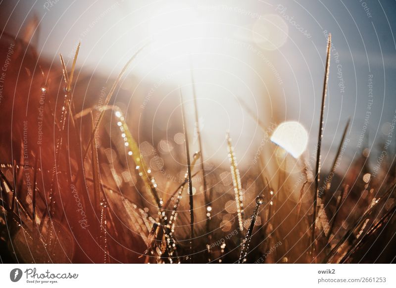 doormat Environment Nature Plant Drops of water Cloudless sky Autumn Grass Blade of grass Meadow Glittering Illuminate Bright Small Near Wet Point Thorny Under