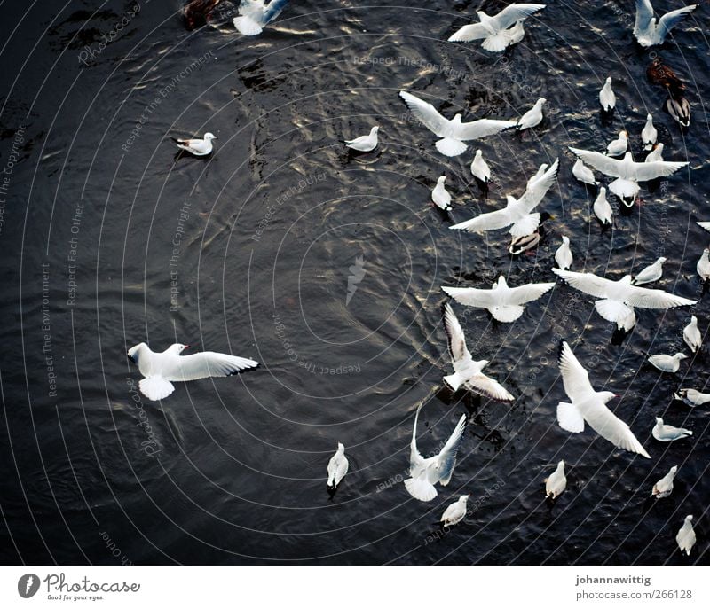 Lots going on today. Water Wild animal Bird Wing Pelt Group of animals Flock Flying Beautiful Many White Colour photo Exterior shot Aerial photograph