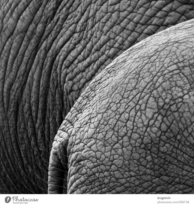 Thick skins II Animal Wild animal Zoo Elephant Elephant skin 2 Stand Gigantic Large Gray Serene Calm Wrinkle Wrinkles Black & white photo Exterior shot Deserted