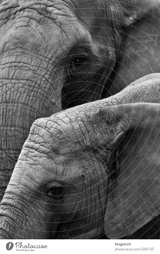 Thick skins III Animal Wild animal Elephant Elephant skin Elefantears Elephant eye 2 Looking Stand Gigantic Large Gray Serene Calm Black & white photo