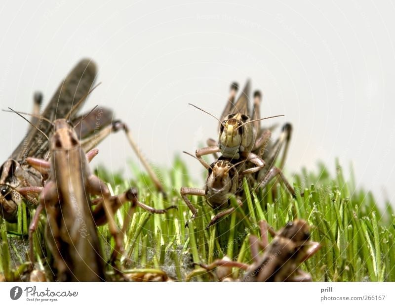 grasshoppers Food Nature Animal Grass To feed Brown locustus migratoria desert locust Plagues looting Continuity feed animals Propagation low viewing angle