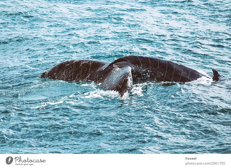 Humpback whale on the Australian coast Life Vacation & Travel Trip Ocean Nature Animal Coast Watercraft Wild animal 1 Blue Whale wildlife awesome