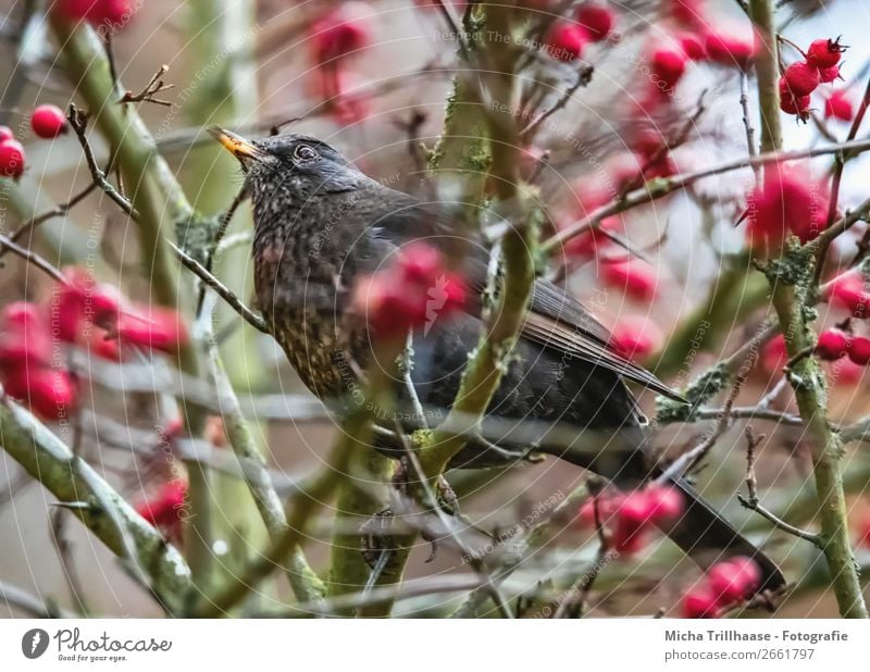 Blackbird in a berry bush Nature Animal Sunlight Beautiful weather Bushes Berry bushes Berries Wild animal Bird Animal face Wing Claw Beak Feather 1 Observe