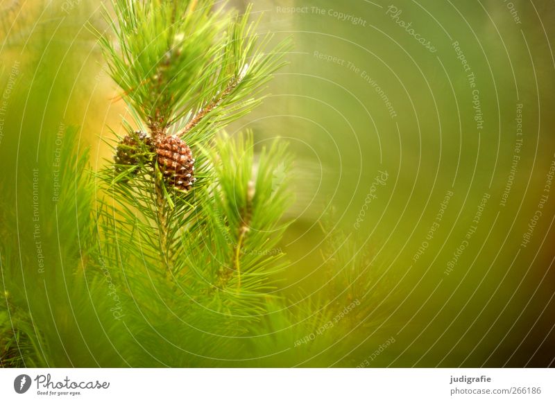 forest Environment Nature Landscape Plant Wild plant Forest Growth Natural Green Pine Cone Colour photo Exterior shot Copy Space right Blur