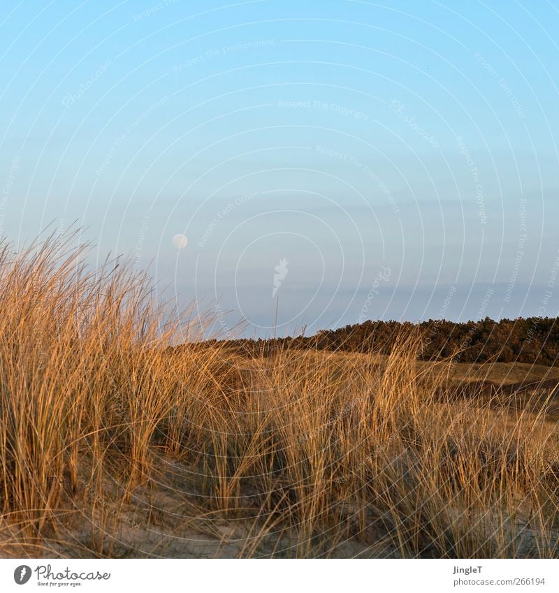 early moon Vacation & Travel Freedom Beach Island Environment Nature Landscape Plant Sand Sky Moon Spring Beautiful weather Grass Marram grass North Sea Ameland