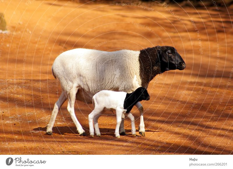 sheep family Nature Animal Sheep 2 Baby animal Animal family Movement Looking Stand Together Natural Cute Feminine Black White Safety Protection
