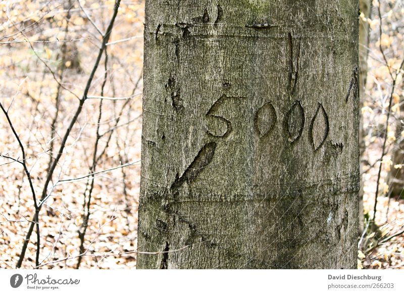 census of population Nature Plant Autumn Tree Forest Wood Sign Digits and numbers 5,000 Inventory Tree bark Tree trunk Graven Bright Numbers Colour photo