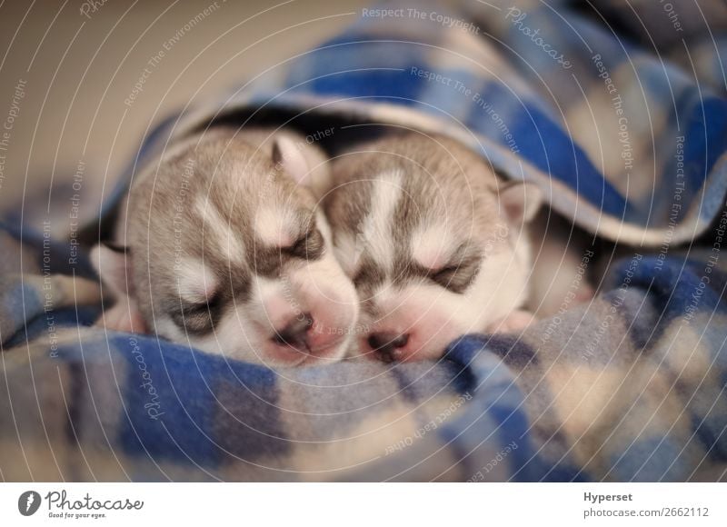 cute mini huskies