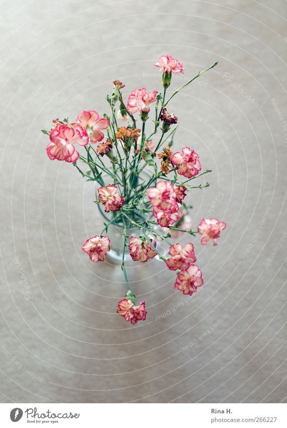 Rose Tulips Carnations Spring Flower Faded Authentic Bright Red Transience Still Life Vase Limp Dianthus Colour photo Interior shot Deserted Copy Space left