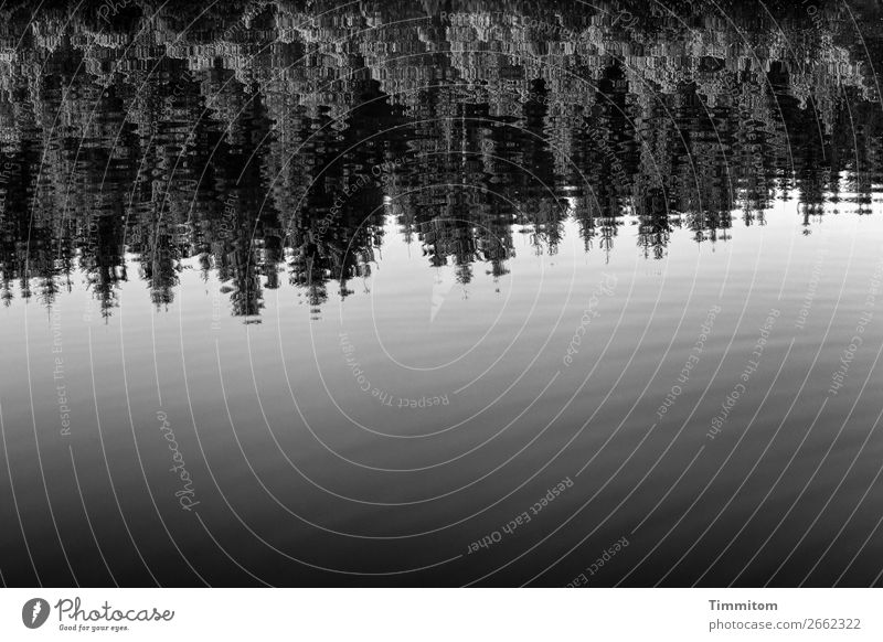 The lake rests still Environment Nature Plant Elements Water Forest Lake Gray Black White Emotions Relaxation Calm Reflection Smooth Black & white photo