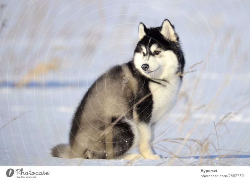 Siberian husky black and white fluffy woolie puppy Winter Snow Dog Sit Gray Black White Husky cold Frost siberian husky snow on the nose Posture Purebred