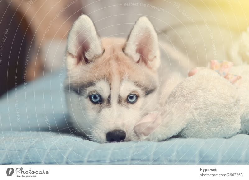 Siberian husky puppy with blue eyes purebred laying on the bed Animal Fur coat Pet Dog Toys Small Funny Cute Blue Gray Black White Husky young