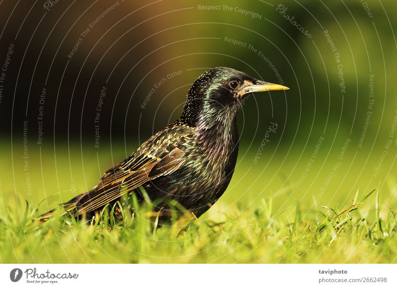 full length common starling Beautiful Garden Man Adults Nature Animal Grass Park Meadow Bird Natural Wild Gray Black Colour Starling sturnus vulgaris mottled