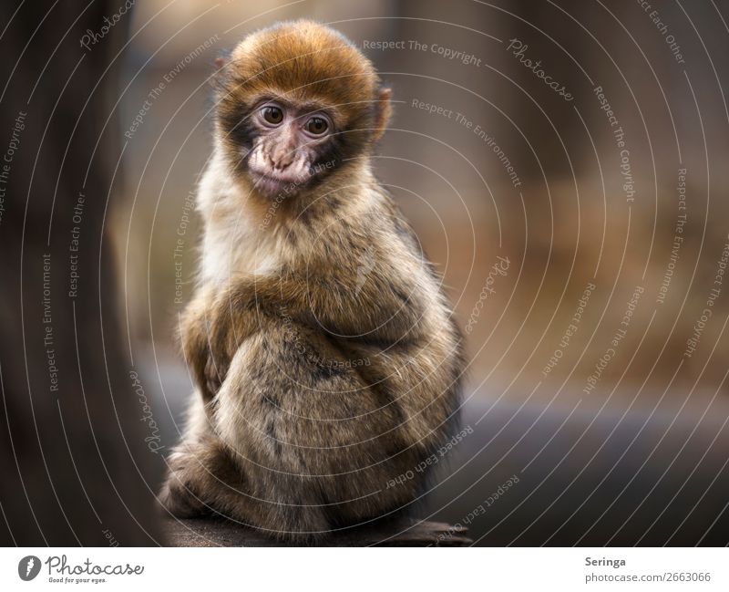 Where's my mommy? Animal Wild animal Animal face Pelt Paw Zoo 1 Baby animal Looking Sadness Young monkey Monkeys Colour photo Subdued colour Multicoloured