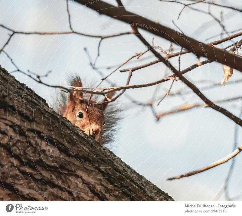 small observer Nature Animal Sky Sunlight Beautiful weather Tree Forest Wild animal Animal face Pelt Squirrel Ear Eyes Nose 1 Observe Looking Funny Near