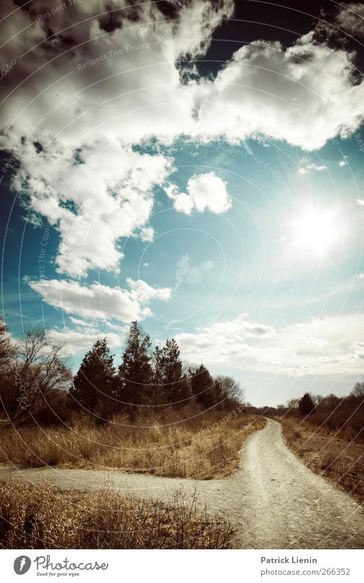 Things behind the sun Environment Nature Landscape Elements Air Sky Clouds Sun Sunlight Spring Weather Beautiful weather Plant Tree Field Forest Street
