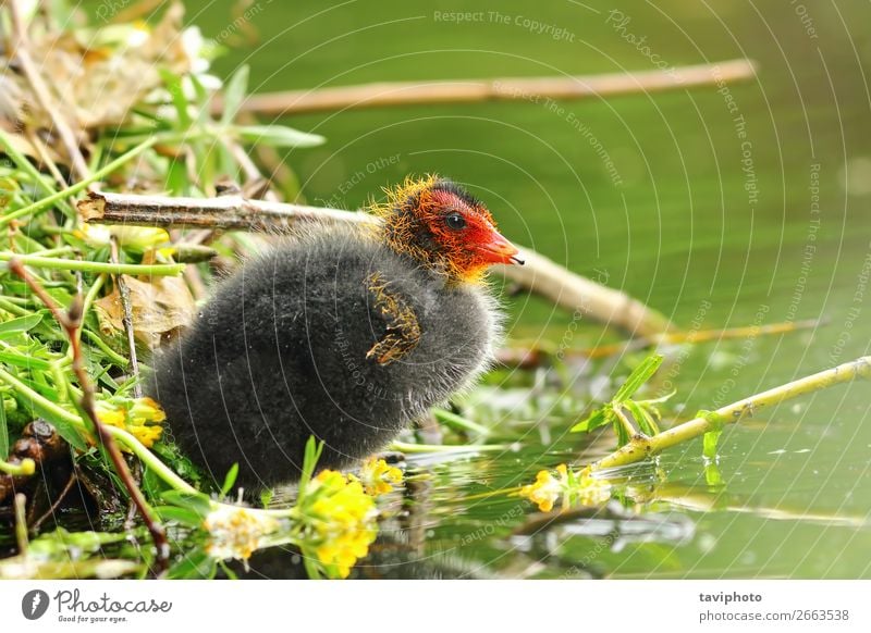 common eurasian coot young chick near the nest Beautiful Baby Youth (Young adults) Environment Nature Animal Pond Lake Bird Small Natural Cute Wild Red Black