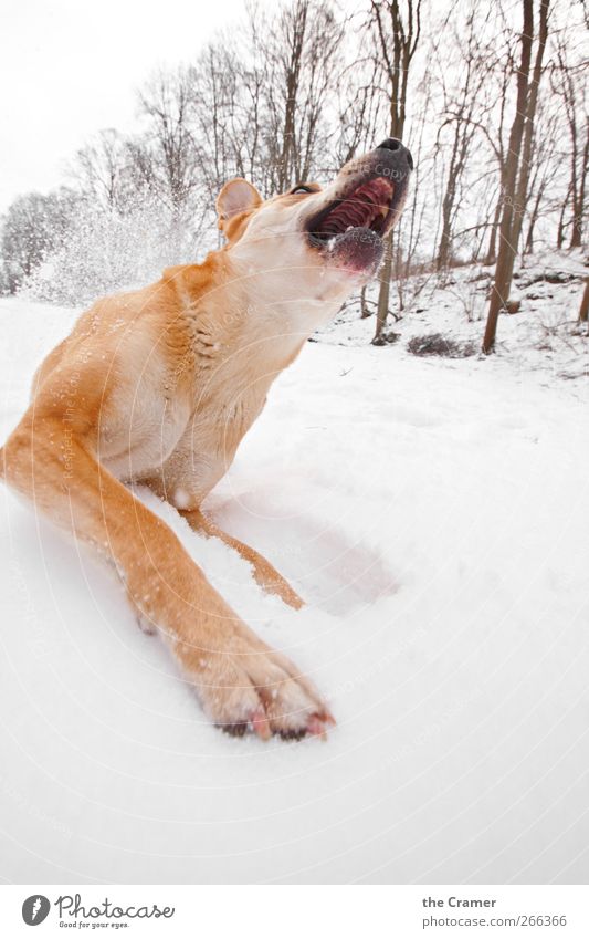Wild Dog 01 Nature Winter Snow Animal Pet Wild animal Pelt Paw Wolf Dingo To feed Hunting Fight Lie Running Romp Aggression Threat Muscular Yellow Red White