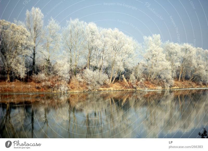 Still Sightseeing Winter Snow Nature Water Sky Beautiful weather Ice Frost Tree Forest River bank Lake Fantastic Natural Blue Silver Contentment Serene Dream