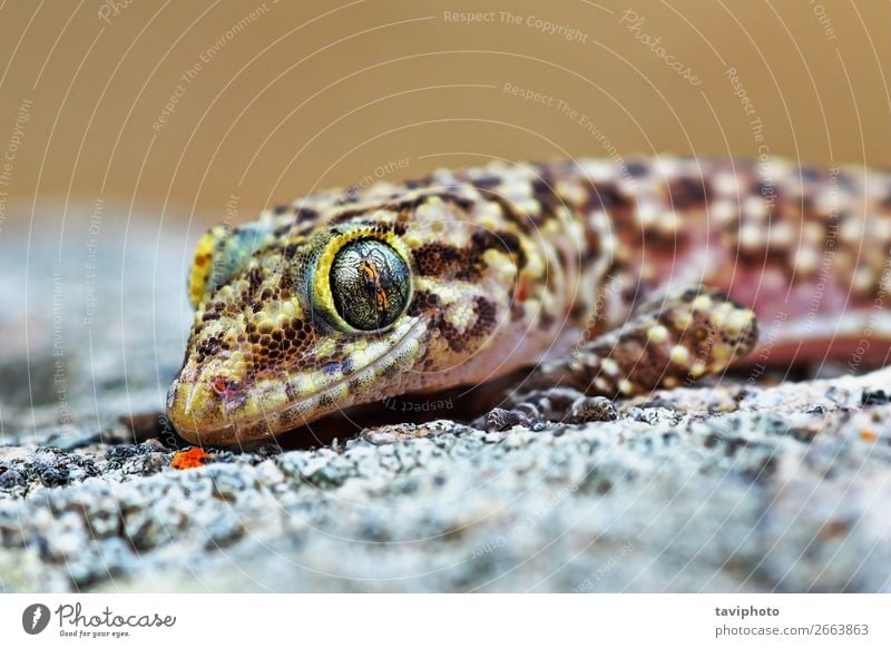 mediterranean house gecko portrait Exotic Beautiful Skin Face House (Residential Structure) Nature Animal Pet Natural Cute Wild Brown Gray Colour lizard Gecko
